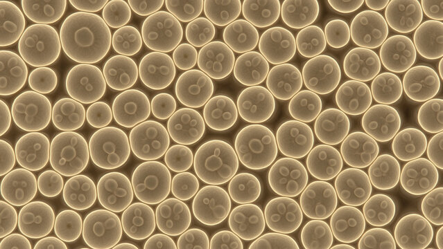 Microscopic view of numerous round yeast cells showing varied sizes translucent membranes internal structures budding forms scattered across warm beige laboratory background detailed cellular morpholo
