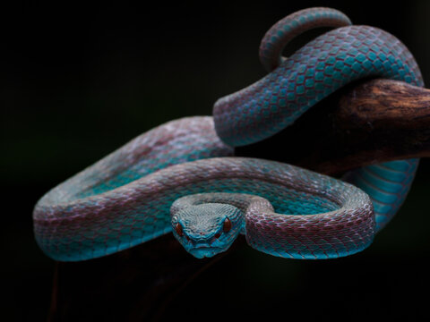 The blue snake on black background.