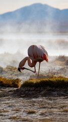 Wild flamingo preening its feathers amidst volcanic steam in south Bolivia © Travelwavi