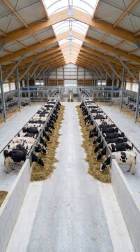 Dairy cow feeding barn with black and white cows eating hay inside modern wooden structure with skylights and metal railings