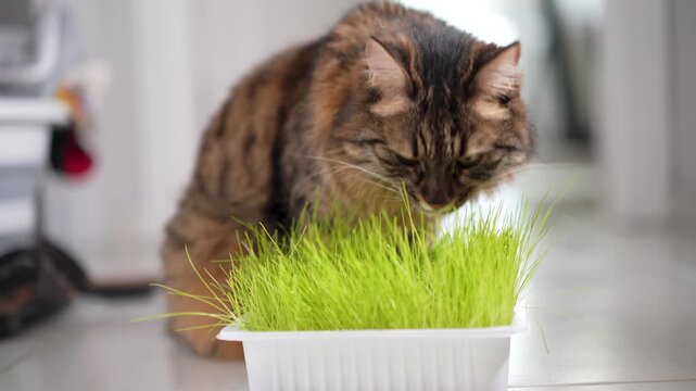 Indoor Tabby Cat Eating Fresh Cat Grass at Home. Domestic Long Haired Cat Eating Cat Grass Indoors