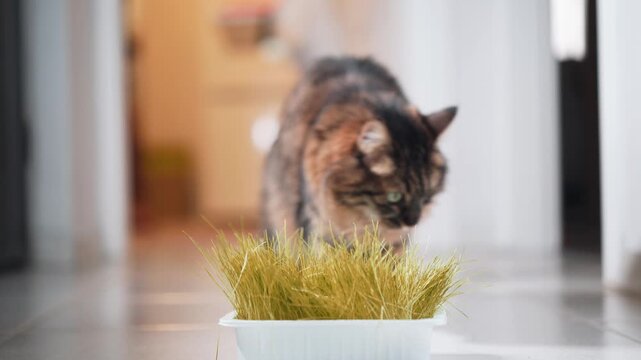 Indoor Tabby Cat Eating Fresh Cat Grass at Home. Domestic Long Haired Cat Eating Cat Grass Indoors