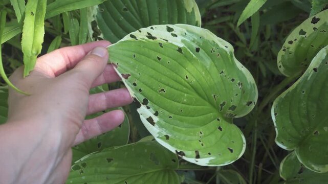 Hosta leaf damaged by pests and insects, holes on foliage. Garden plant disease and pest control. Symbolizes plant health problems and garden care. Ideal for horticulture and pest management content