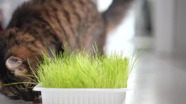 Indoor Tabby Cat Eating Fresh Cat Grass at Home. Domestic Long Haired Cat Eating Cat Grass Indoors