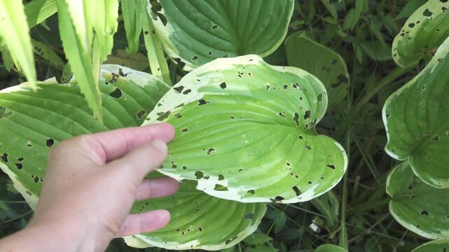 Hosta leaf damaged by pests and insects, holes on foliage. Garden plant disease and pest control. Symbolizes plant health problems and garden care. Ideal for horticulture and pest management content