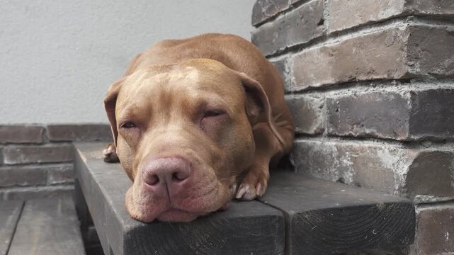 Cute dog resting on wooden steps near a brick wall, with a tired expression. Pet care, compassion and animal welfare. Symbolizes rescue and adoption. Ideal for veterinary and animal shelter content