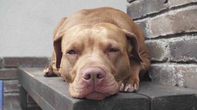 Cute dog resting on wooden steps near a brick wall, with a tired expression. Pet care, compassion and animal welfare. Symbolizes rescue and adoption. Ideal for veterinary and animal shelter content