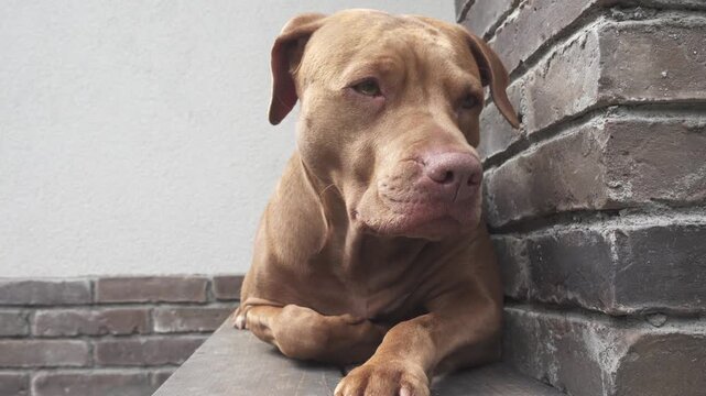 Cute dog resting on wooden steps near a brick wall, with a tired expression. Pet care, compassion and animal welfare. Symbolizes rescue and adoption. Ideal for veterinary and animal shelter content