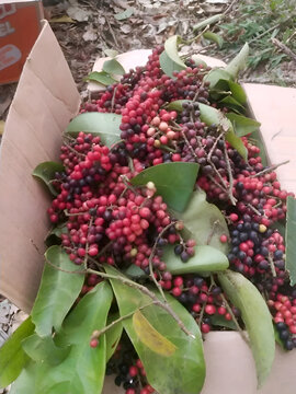 Freshly harvested buni berries (Antidesma bunius) in red, purple, and black stages with green leaves in cardboard box outdoors