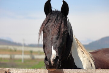 Beautiful Black and White Horse Portrait Outdoors © JP CARNEVALLI