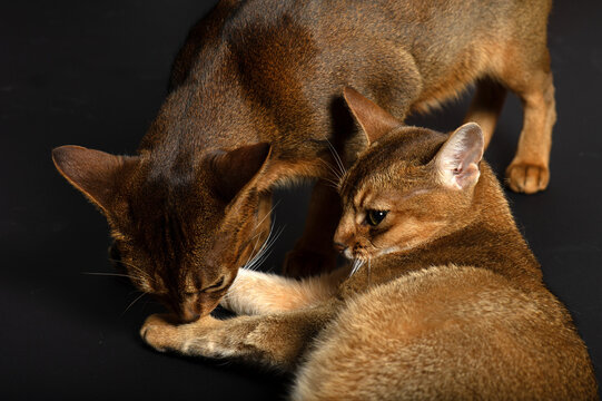 Zwei Abessinier Katzen auf schwarzem Hintergrund