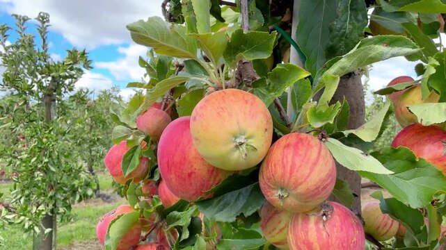 Ripe red Gala apples growing in a neat orchard with orderly rows