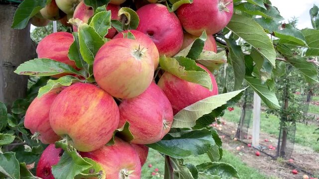 Ripe red Gala apples growing in a neat orchard with orderly rows