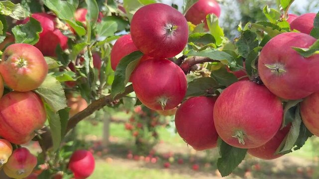 Ripe red Gala apples growing in a neat orchard with orderly rows