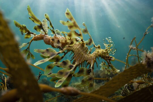 A male leafy seadragon (Phycodurus eques) carrying eggs on its tail while swimming among kelp in a sunlit underwater marine environment