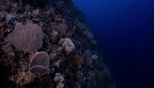 Underwater coral reef wall with purple fan corals and sponges growing on a rocky surface in the deep dark blue ocean water environment