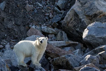Young polar bear, ursus maritimus, stands on the rocks of the Liverpool Land peninsula, on the east coast of Greenland. © Rixie