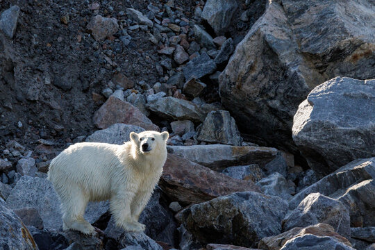 Young polar bear, ursus maritimus, stands on the rocks of the Liverpool Land peninsula, on the east coast of Greenland.