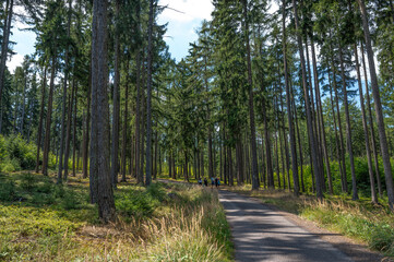 Quiet Road through a Sunlit Coniferous Forest in the Brdy Hills © Alexandr