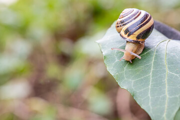 Striped Snail Crawling on a Green Leaf against a Soft Background © Alexandr