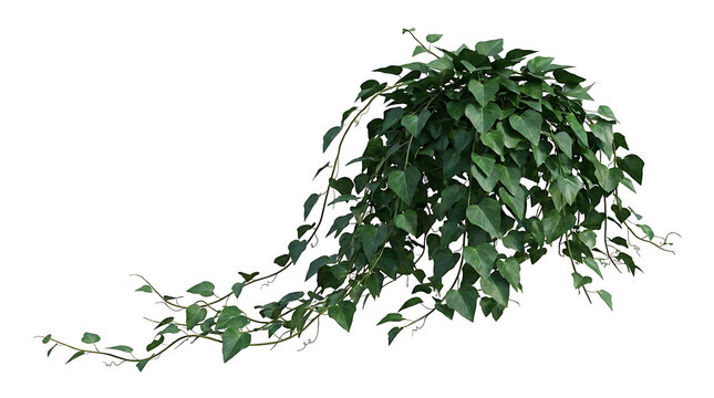 Cascading green ivy plant vine isolated on white green leaves