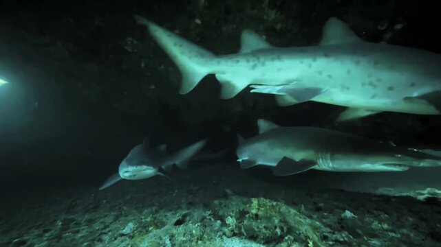 Sharks in caves in ocean / Ragged Tooth Sharks / Sand Tiger Sharks / Sharks in the wild 