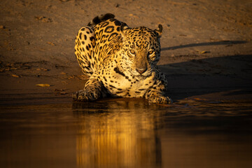 Jaguar crouching at the water’s edge during golden hour, with its spotted coat reflected in the calm water. © Sjors