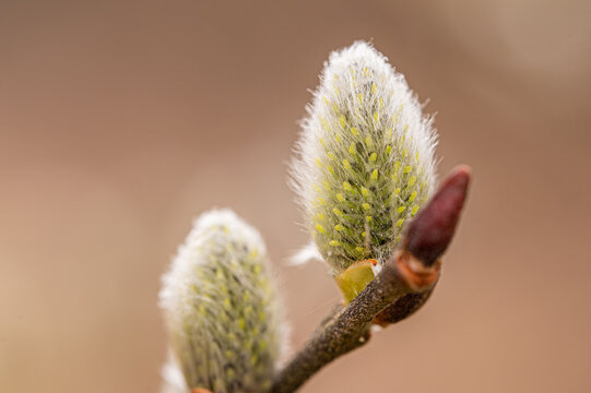 Soft Pussy Willow Catkins Opening on a Branch in Spring