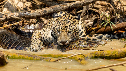 Wild jaguar killing a caiman at the water’s edge, capturing the powerful predator-prey behavior of this South American big cat in its natural habitat. © Sjors