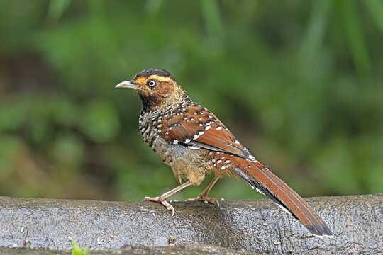 laughing thrush