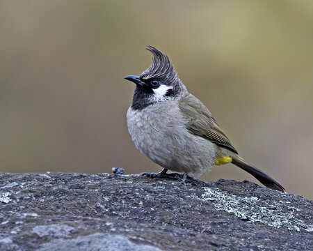 himalyan bulbul