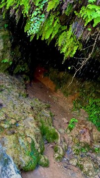 B-roll of paradise waterfall cave with dripping water drops from lush green ferns