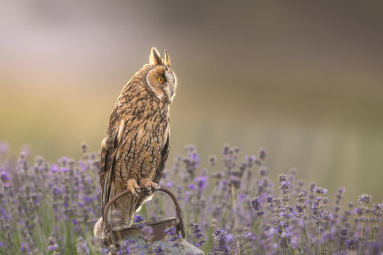 A long-eared owl (Asio otus) sitting on an old rusty metal milk can in a blooming purple lavender field in summer.