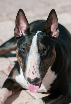 Colored miniature bull terrier lying on the patio