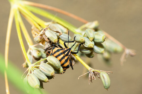 An adult orange European Striped Shield Bug, Graphosoma Italicum