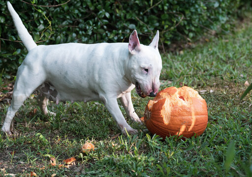 Miniature bull terrier eating a pumpkin in the grass