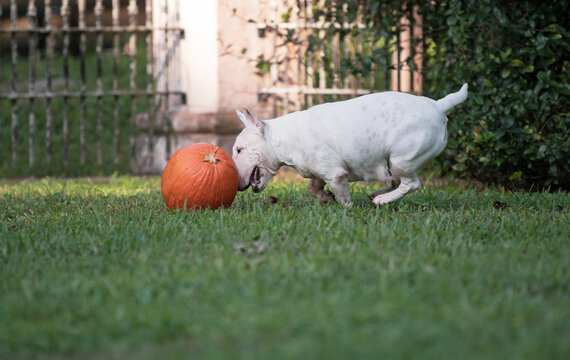 A white miniature bull terrier pushing a pumpkin