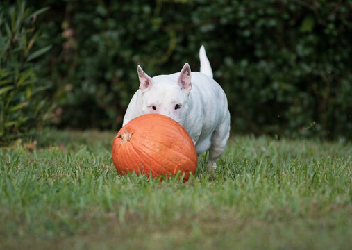 Low view of a white miniature bull terrier staring at a pumpkin