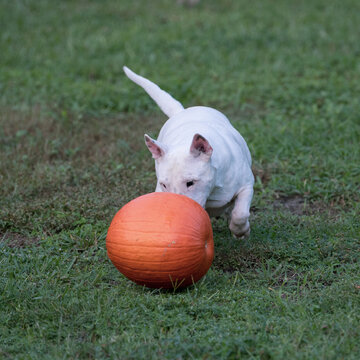 White mini bull terrier checking out a pumpkin