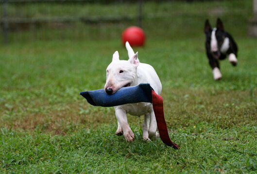 White miniature bull terrier with a blue tug toy
