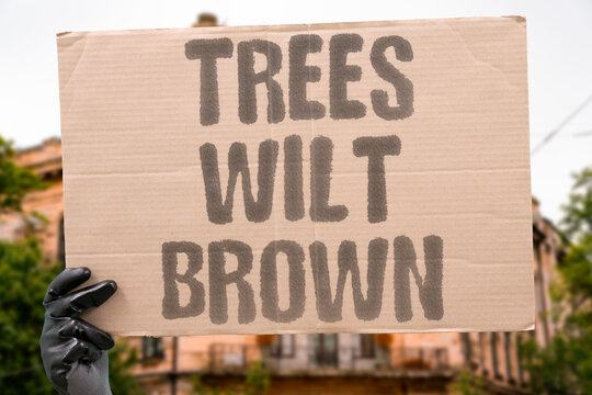 "Trees Wilt Brown" Drought stress causes vegetation death and ecosystem collapse in regions. BOTANY. AGRICULTURE. ECOLOGY. CLIMATE. ENVIRONMENTAL.