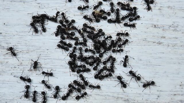 Black Ant on White Wooden Surface
