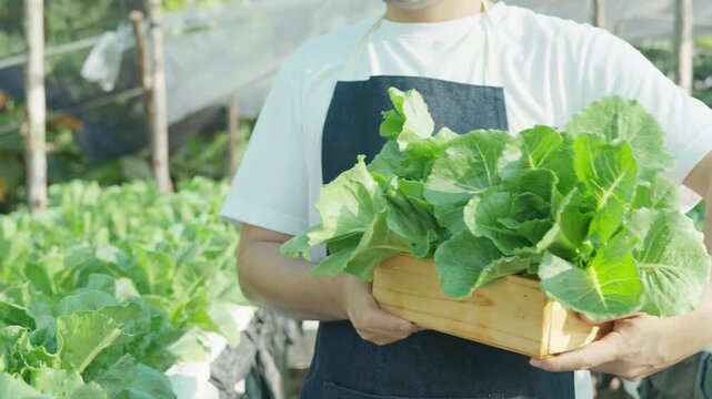 Organic farming, salad farm. Farmers harvest salad vegetables into wooden boxes in rainy. Hydroponics vegetable grow naturally. greenhouse garden, Ecological Biological, Healthy, Vegetarian, ecology