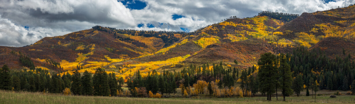 Autumn aspen trees in pools of light on hillside