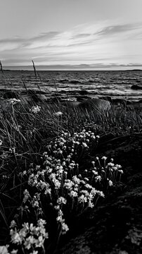 Meadow with boulders and flowers by the sea at dusk