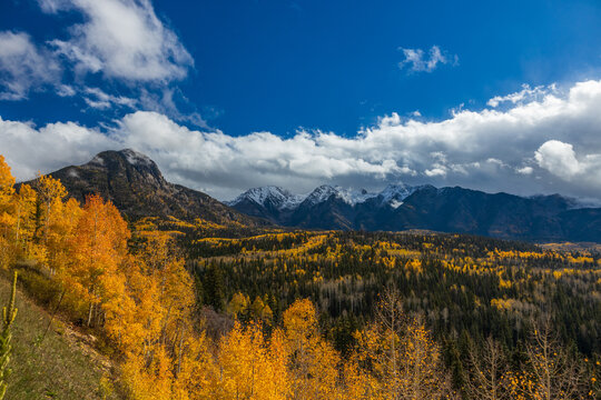 Golden-red aspen trees with snow capped mountains
