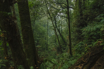 Obraz premium Mystic dark tropical rainforest landscape with mossy tree trunks and dense foliage