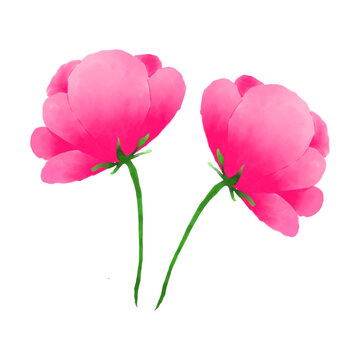 Watercolor Illustration of Two Pink Peony Flowers Isolated on White Background