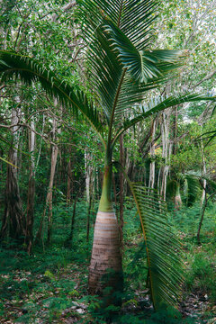 Palmiste bouteille (Hyophorbe lagenicaulis), also known as the bottle palm, is a rare and distinctive palm endemic to Round Island, Mauritius. It is recognized by its unusual swollen trunk