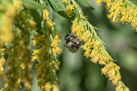 Common Eastern Bumble Bee Bombus Impatiens Foraging on Yellow Solidago Goldenrod